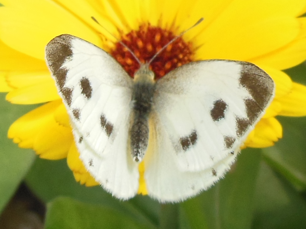 Indian Cabbage White