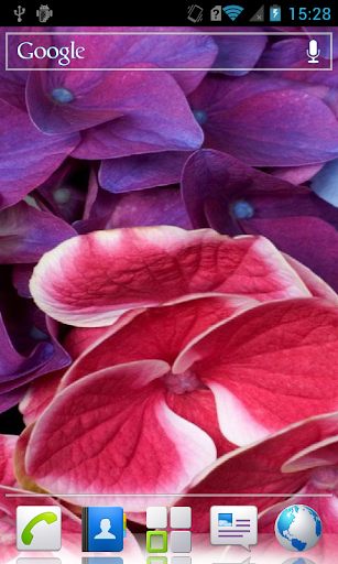 Hydrangea Live Wallpaper