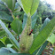 Large Milkweed Bug