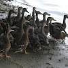 Mallard ducklings (juvenile)