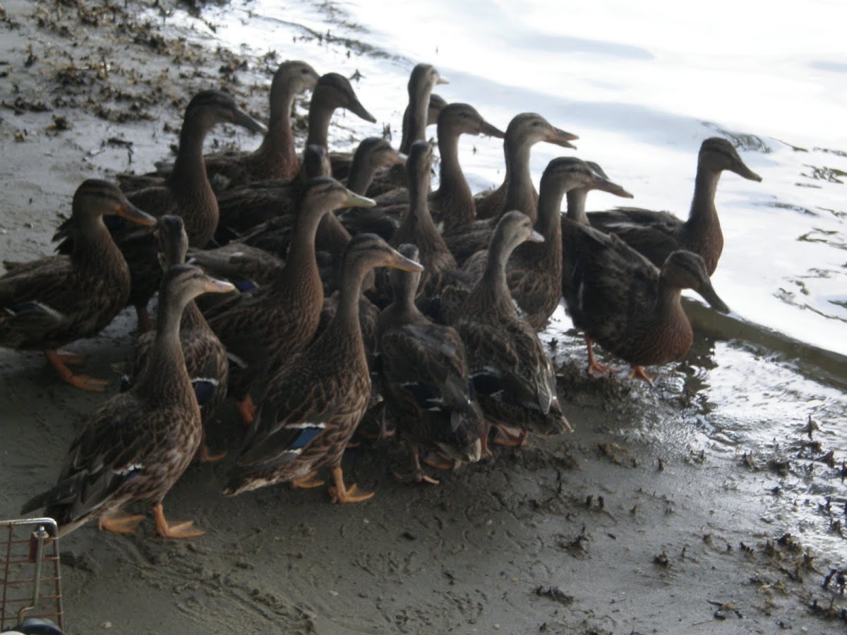 Mallard ducklings (juvenile)