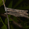 Larvae of Bagworm Moth