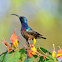 Loten's Sunbird