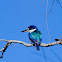 Forest Kingfisher