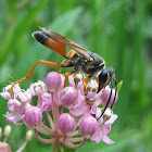 Great Golden Digger Wasp