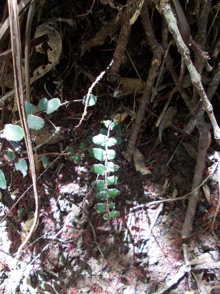 Tarawera (Button fern)