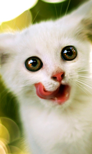 Nice Kitty Pet Wallpaper