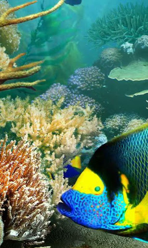 Tropical Fish live wallpaper