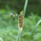 Ruby Throated Hummingbird Female