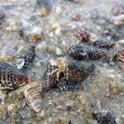 Hermit Crab + Acanthina punctulata