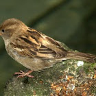 House Sparrow female