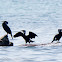 Cormorant; Cormorán Grande