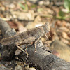 Alkali Grasshopper