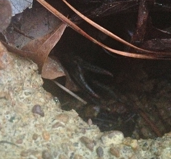 Burrowing Crayfish Project Noah