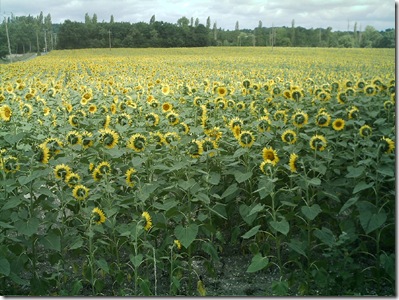 sunflowers 0808