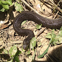 Yellowbellied water snake