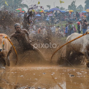 Pacu Jawi by Edwin Prajusa - News & Events Sports