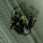 Red back jumping spider(fe)