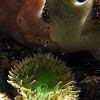 Sea Anemone