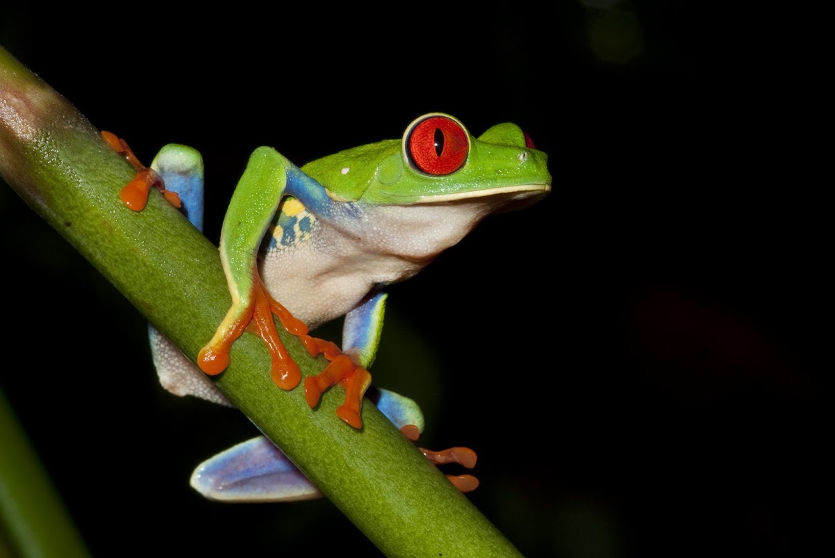 Red eyed Tree Frog
