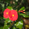Thornless Euphorbia