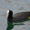 Eurasian Coot