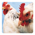 Animal Quiz