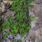 purple wild flower