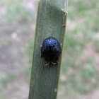 Palmetto tortoise beetle