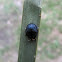 Palmetto tortoise beetle