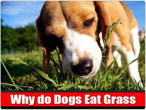 Why Dogs Eat Grass