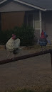 Mail Picking Chickens