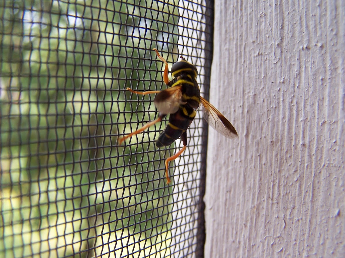 Syrphid fly
