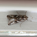 Alfalfa Looper Moth