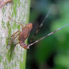 Lophopid planthopper nymph