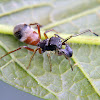 Ant mimicking jumping spider