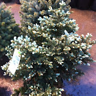 Colorado Blue Spruce