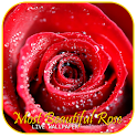 Most Beautiful Rose LWP