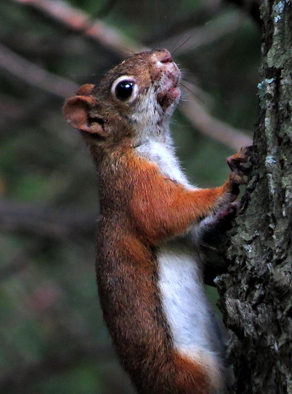American Red Squirrel?