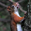 American Red Squirrel?