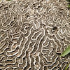 Brain Coral