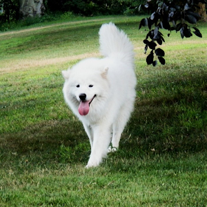 Dog Puzzle: Samoyed.apk 3.0.1.0