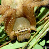 Shield Huntsman Spider