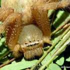 Shield Huntsman Spider