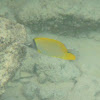 Big Longnose Butterflyfish