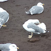 Yellow-legged Gull