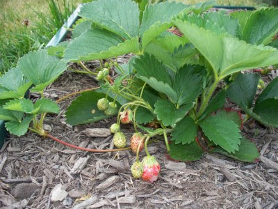 Growing Strawberry Plants