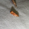 Pine Tub Moth