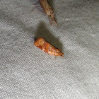 Pine Tub Moth