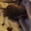 Domestic Hedgehog